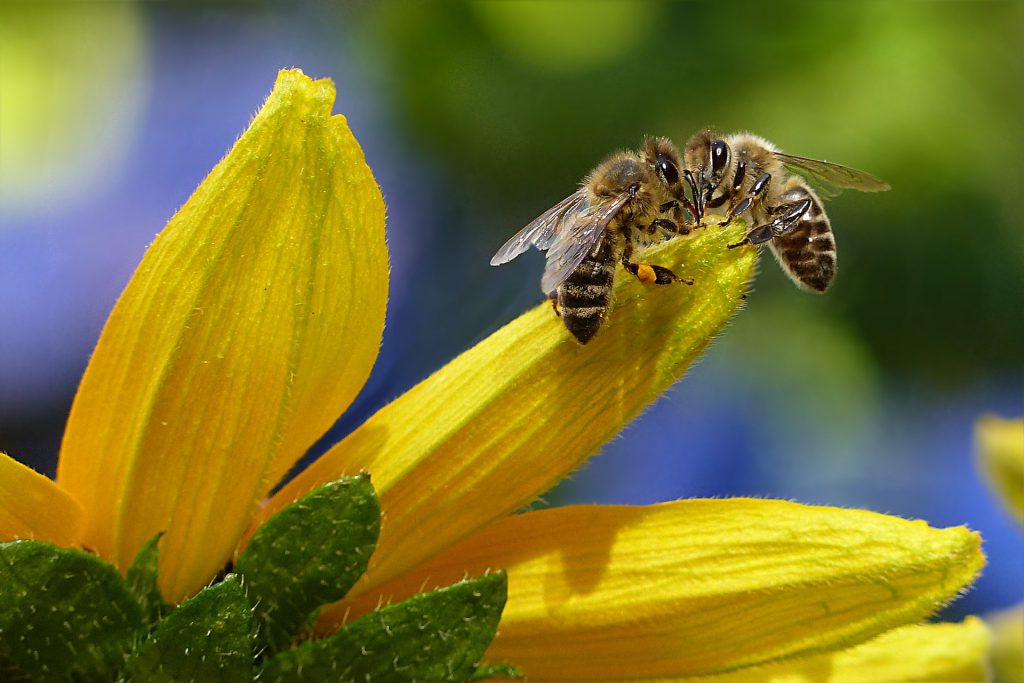 abeilles fleurs gelée royale
