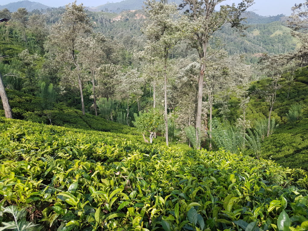 Champ de thé au Sri Lanka