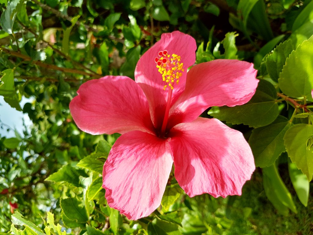 Une fleur en Thaïlande