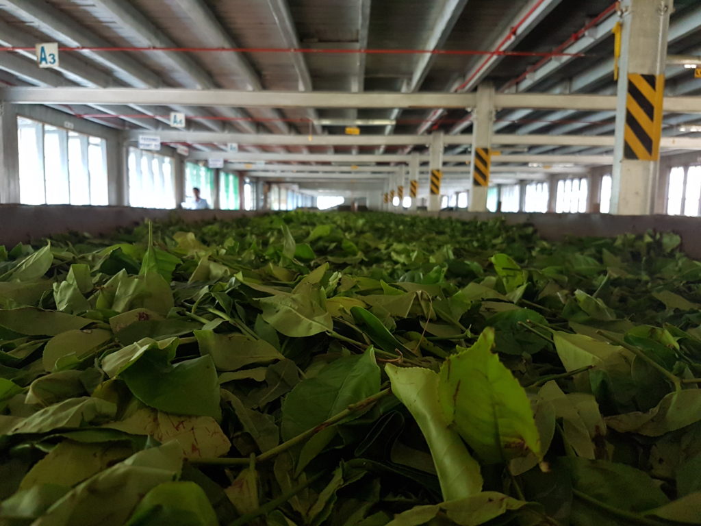 usine de thé au Sri Lanka